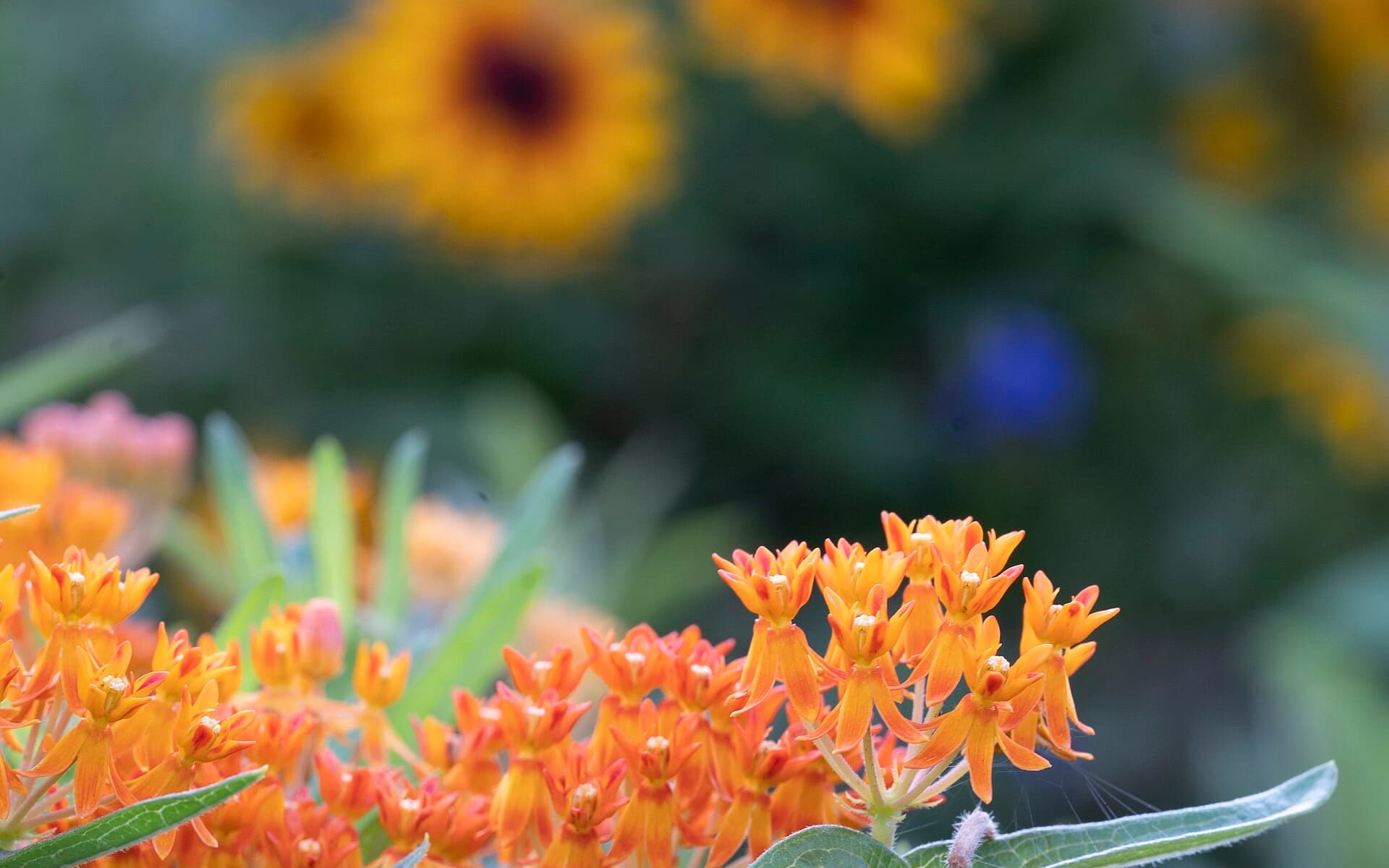 Butterfly Garden