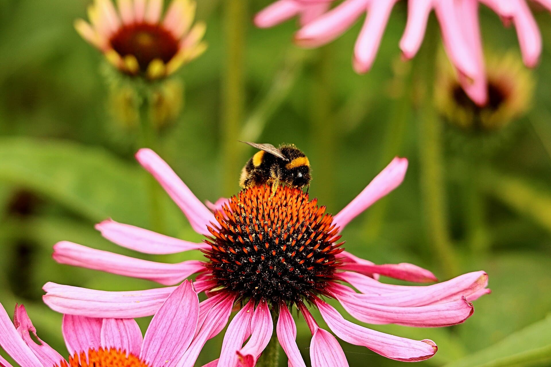 Pollinator Patch