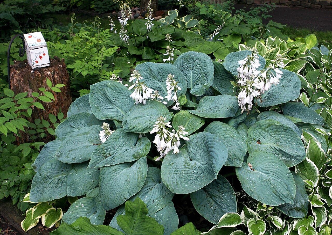 Shade Garden