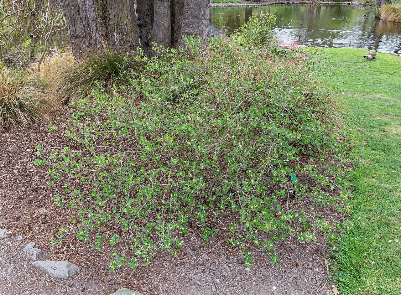 Chokeberry