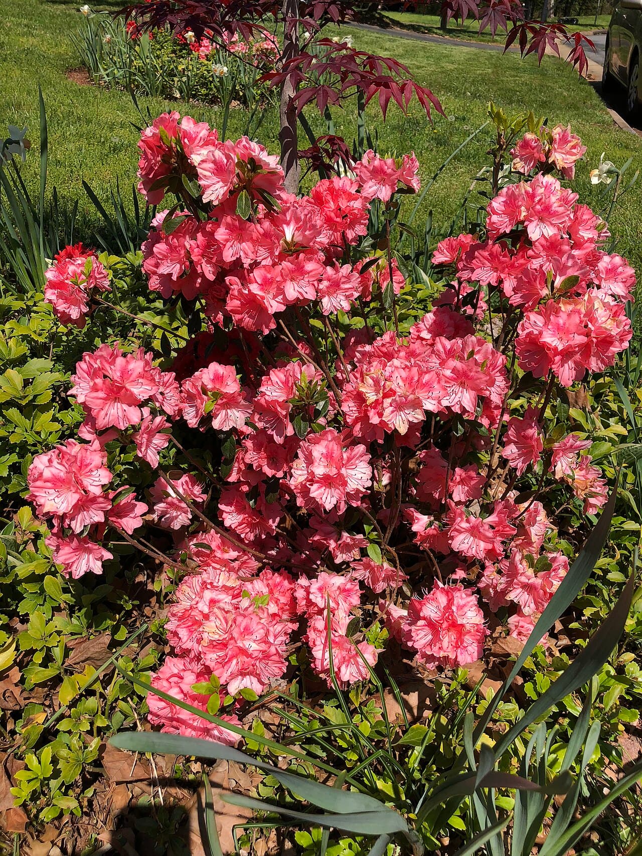 Blaauw's Pink Azalea