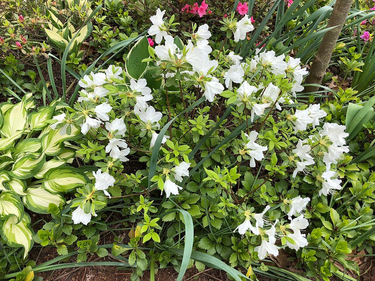 Delaware Valley White Azalea