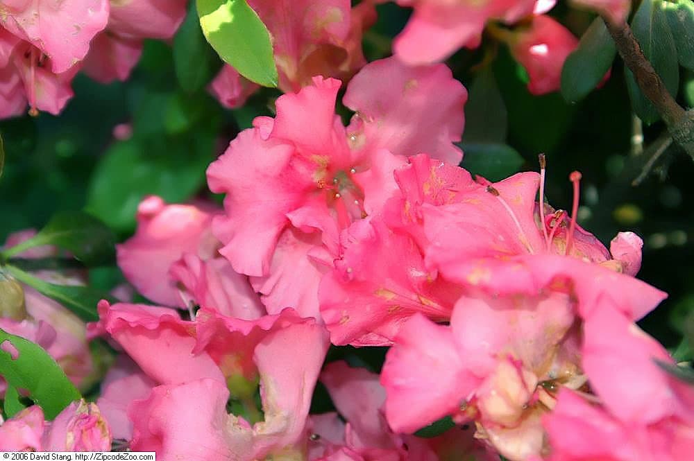 Hino Crimson Azalea