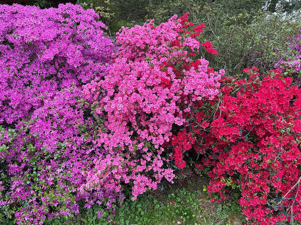 Tradition Azalea