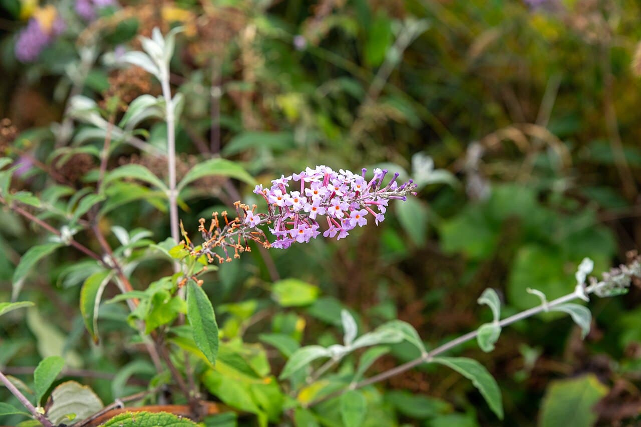 Royal Razz Butterfly Bush