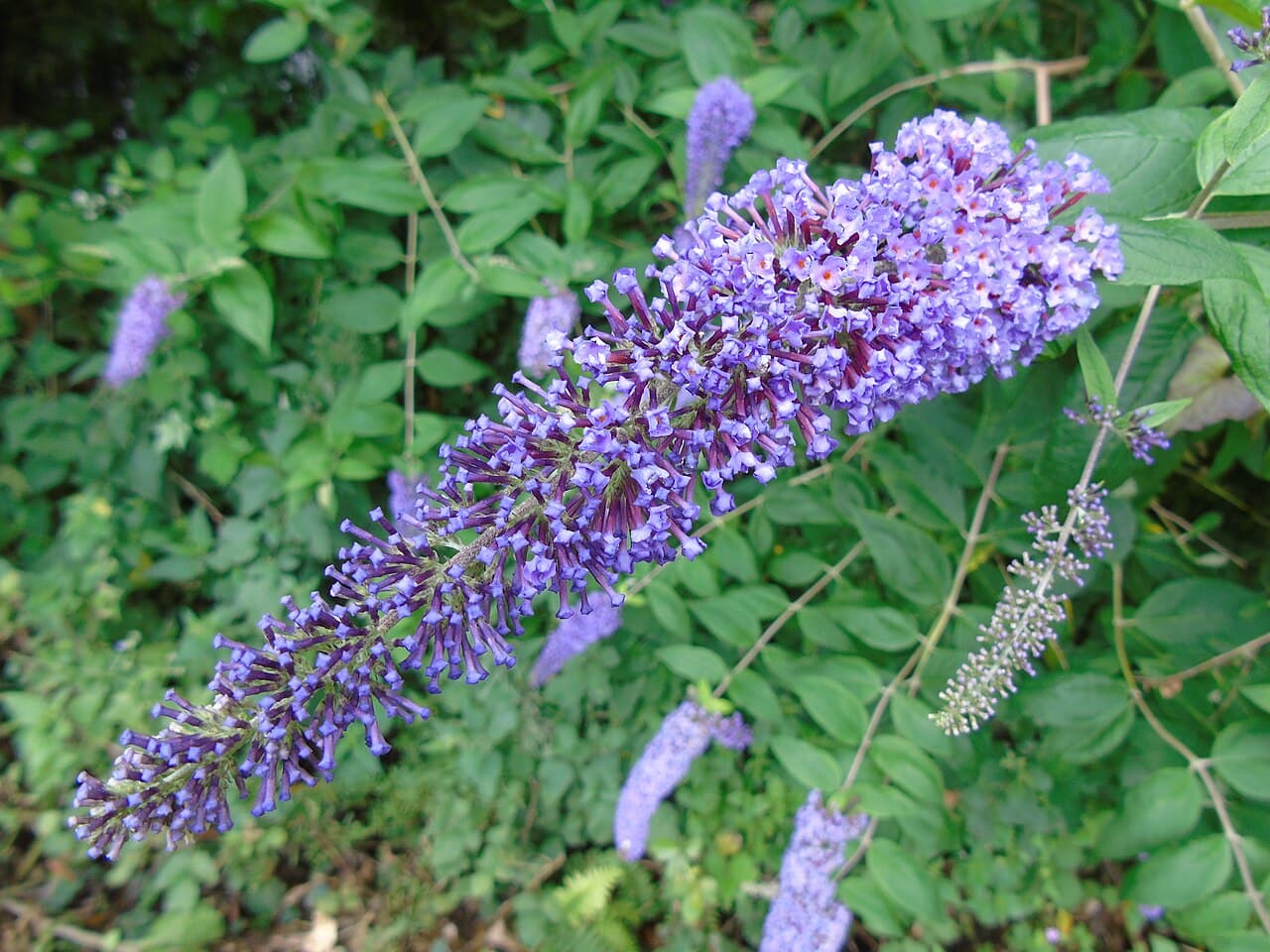 'Pugster Pinker Butterfly Bush