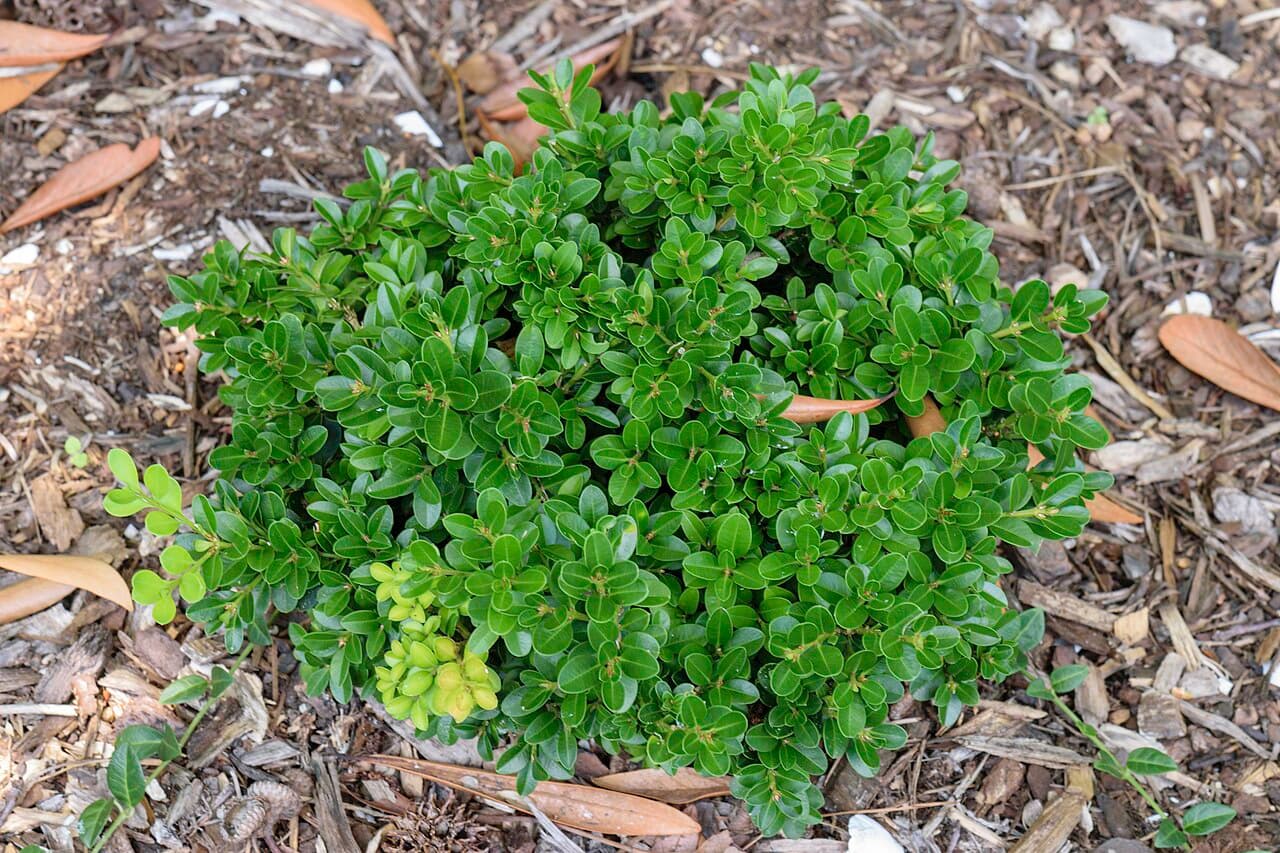 Sprinter Boxwood