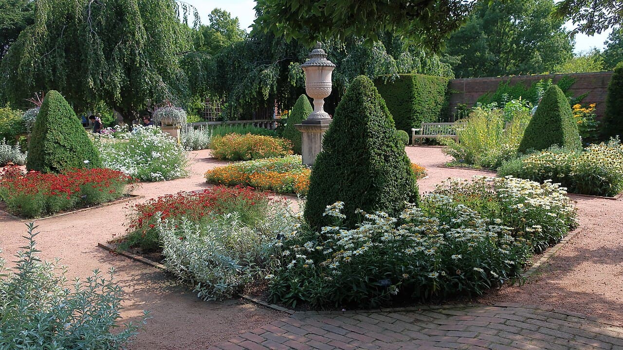 Green Mountain Boxwood