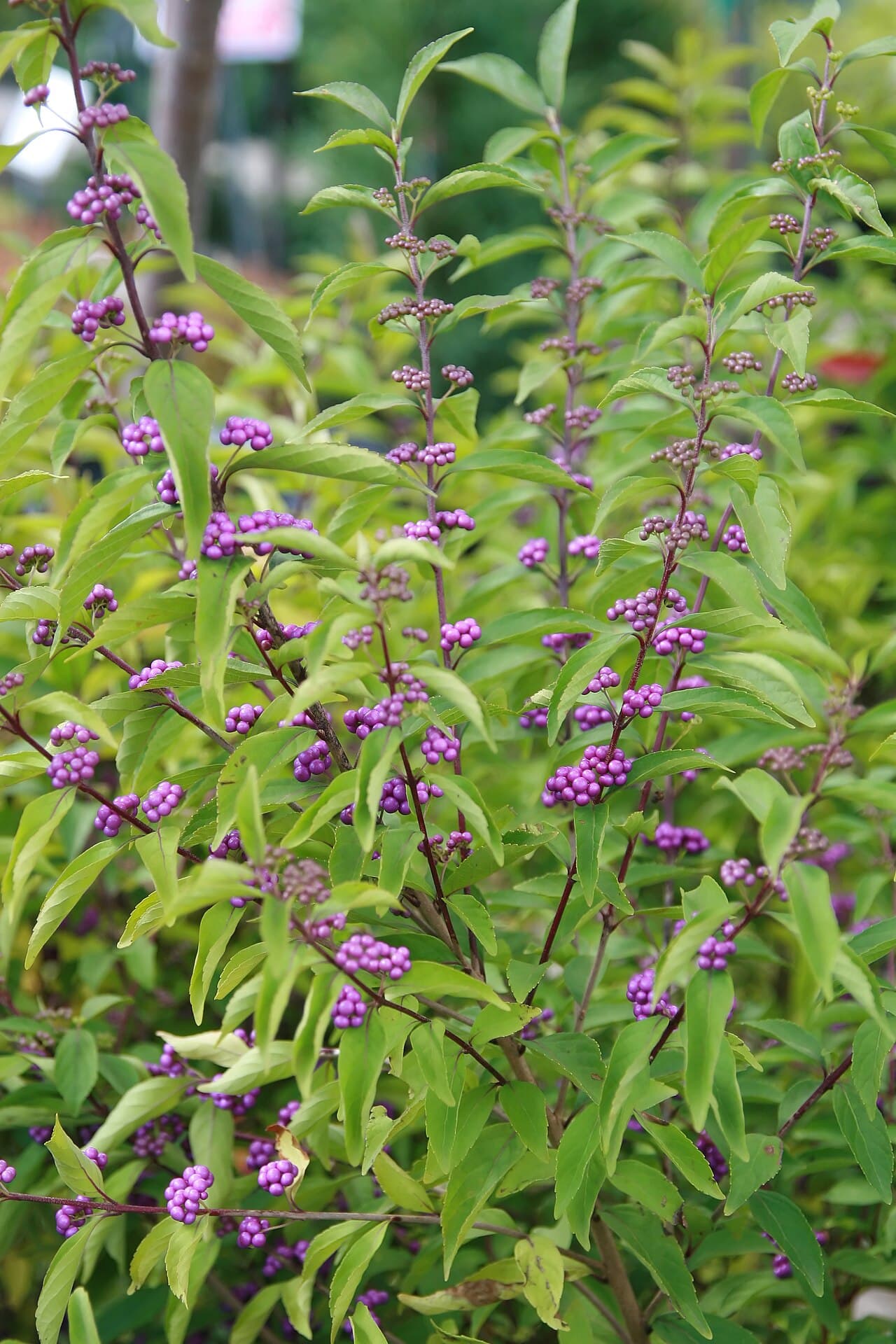Early Amethyst Beautyberry