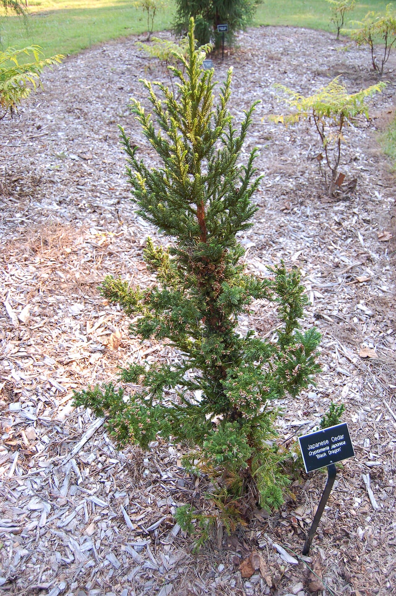 Black Dragon Japanese Cedar