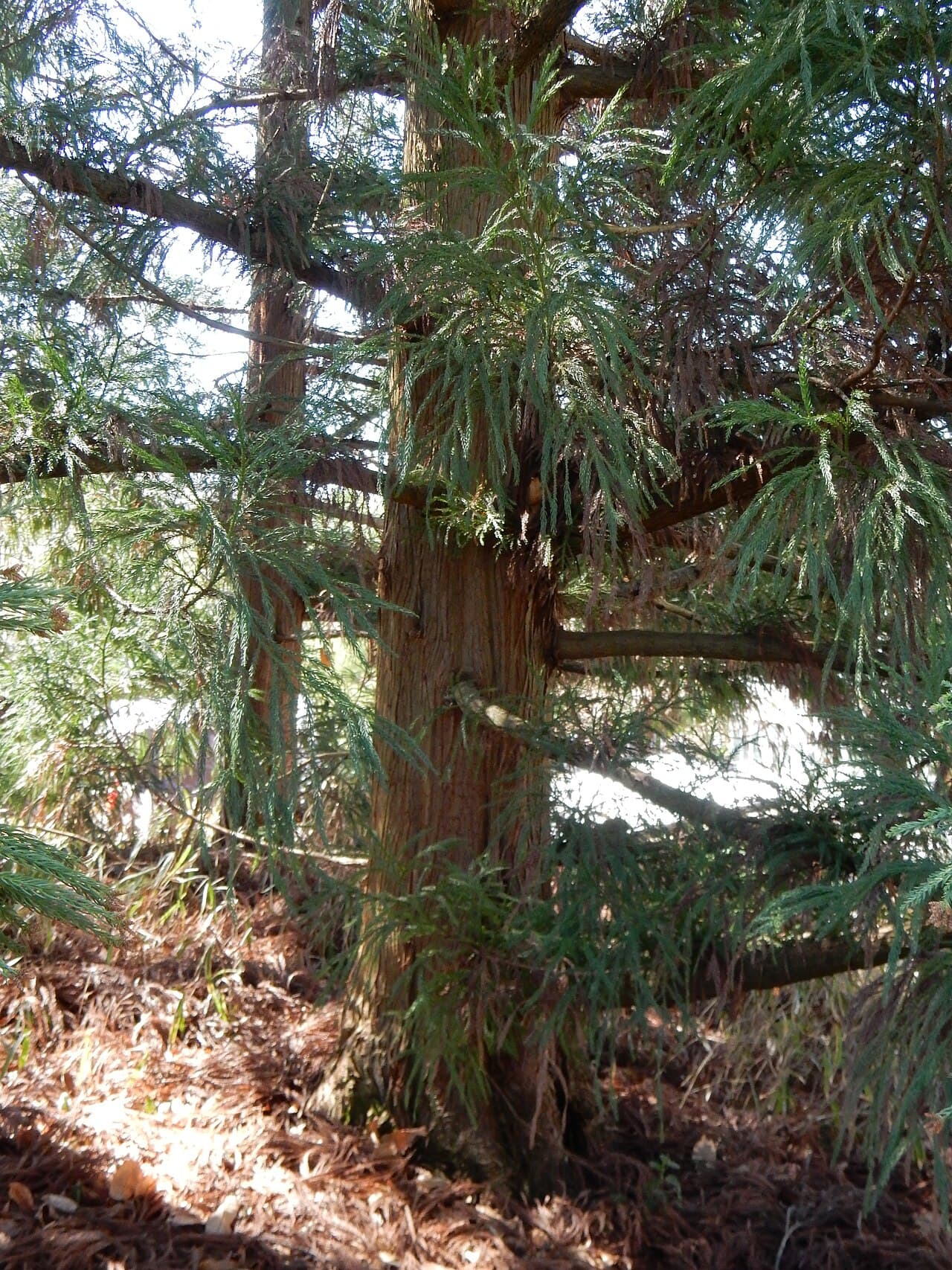 Yoshino Japanese Cedar