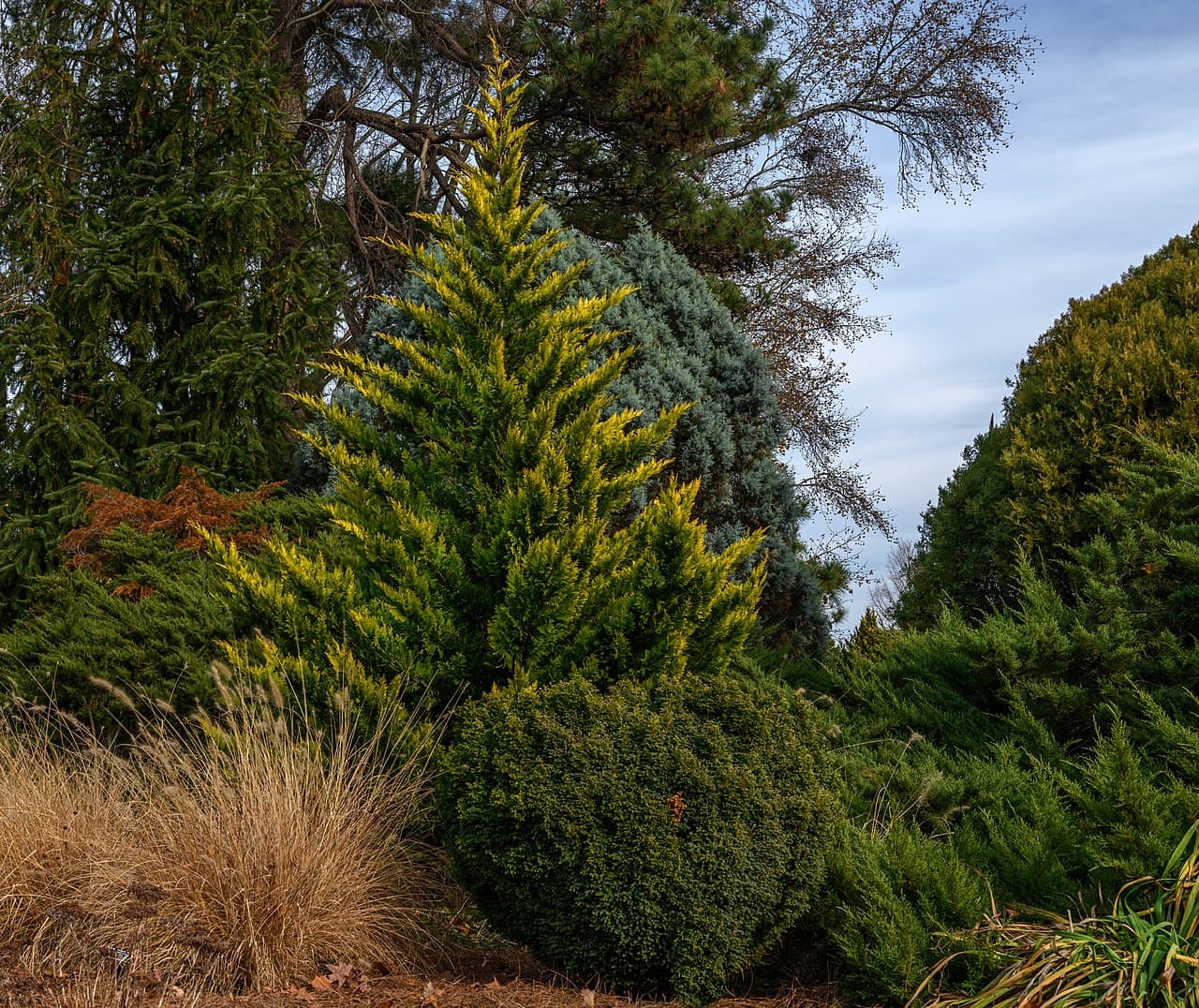 Leyland Cypress
