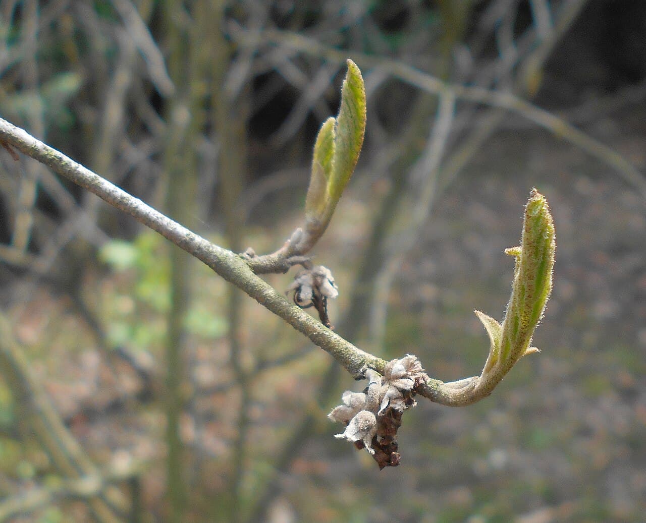 Witch Hazel