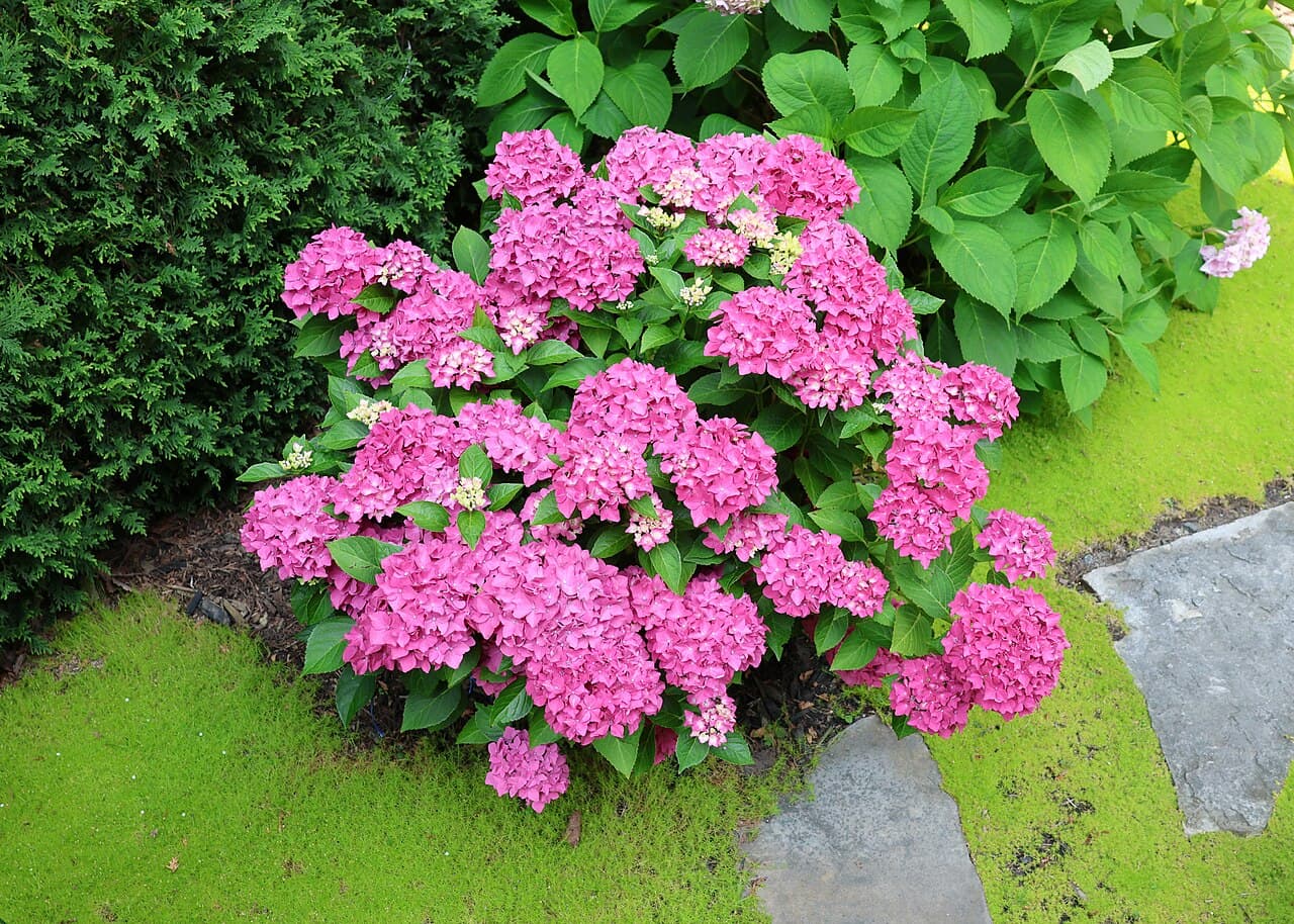 Masja Hydrangea