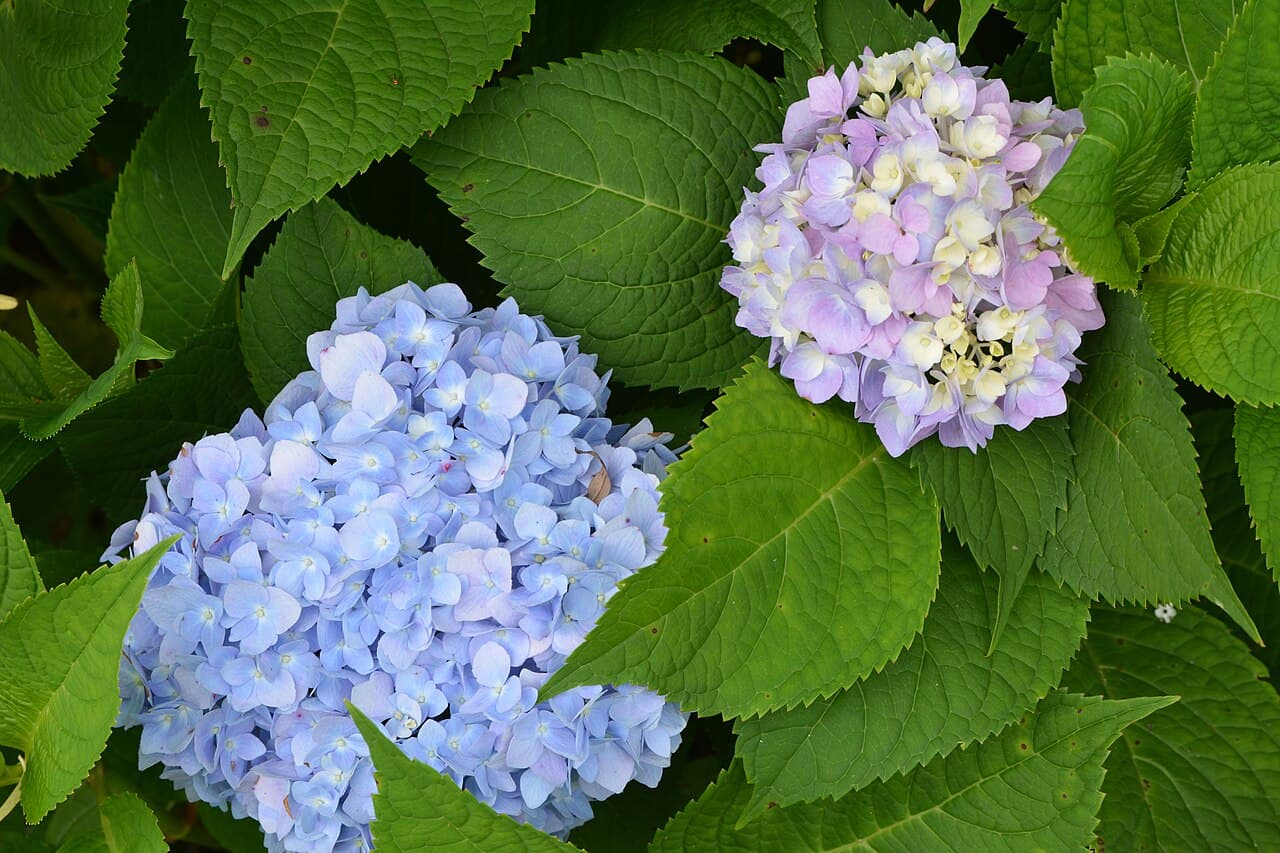 Penny Mac Hydrangea