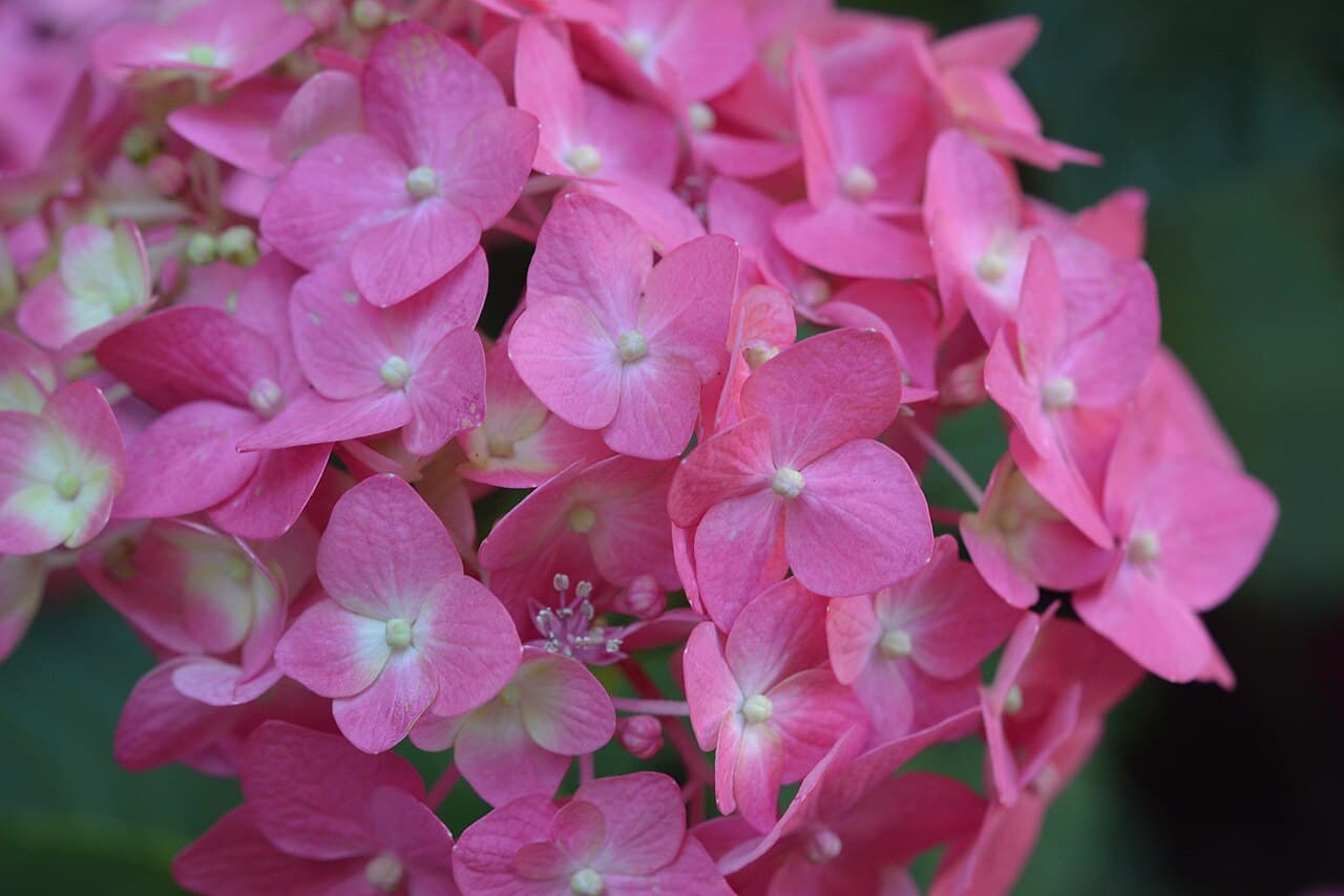 Summer Crush Hydrangea