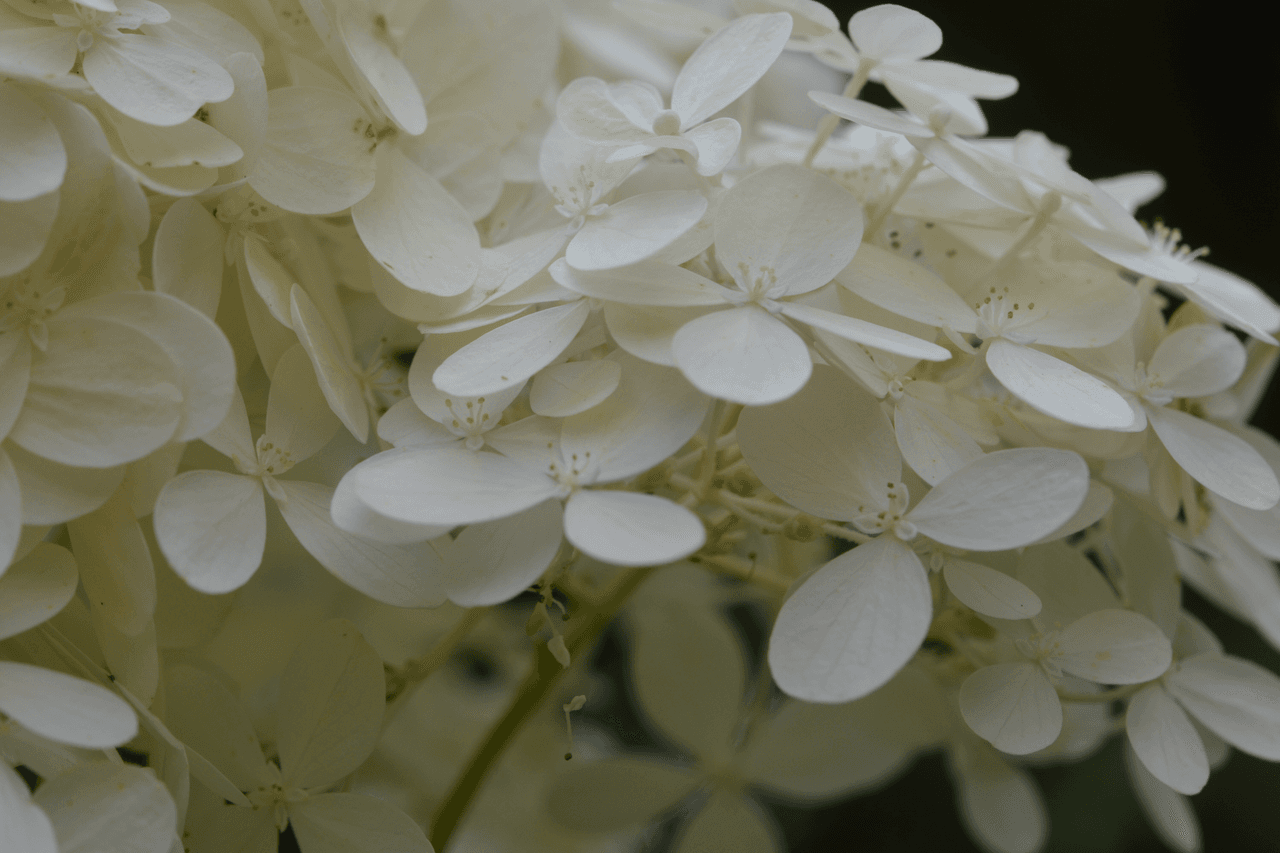 Limelight Hydrangea