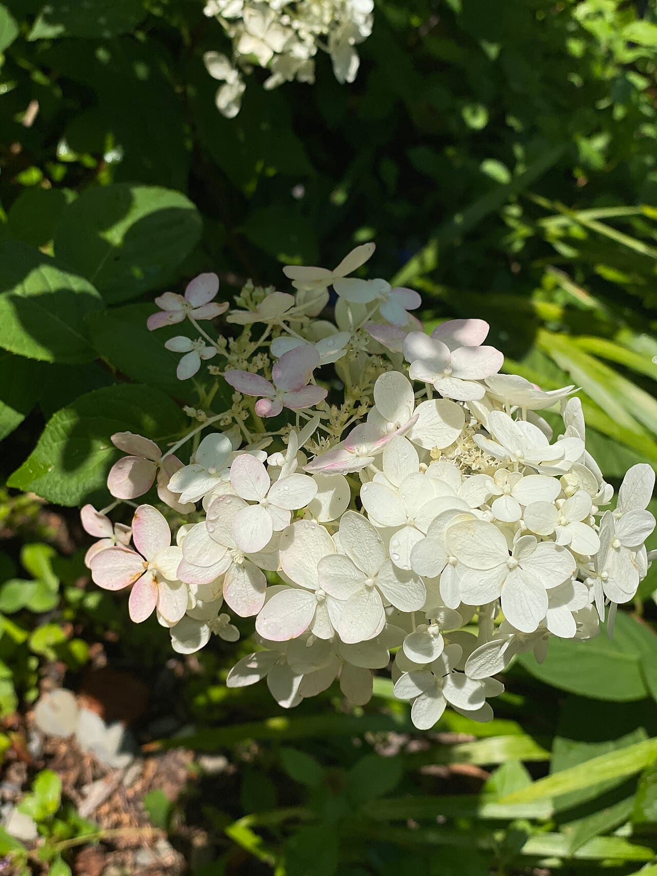 Quick Fire Hydrangea