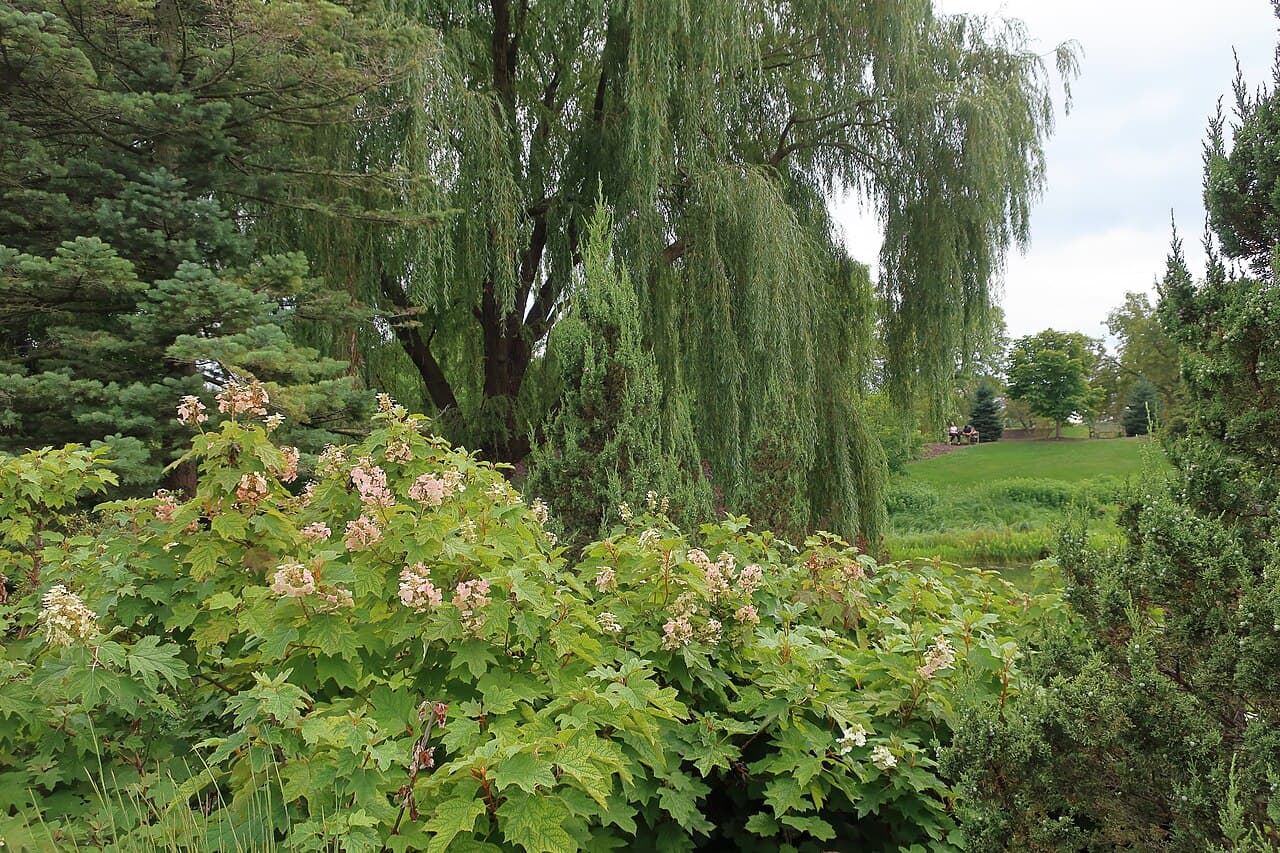 Alice Hydrangea