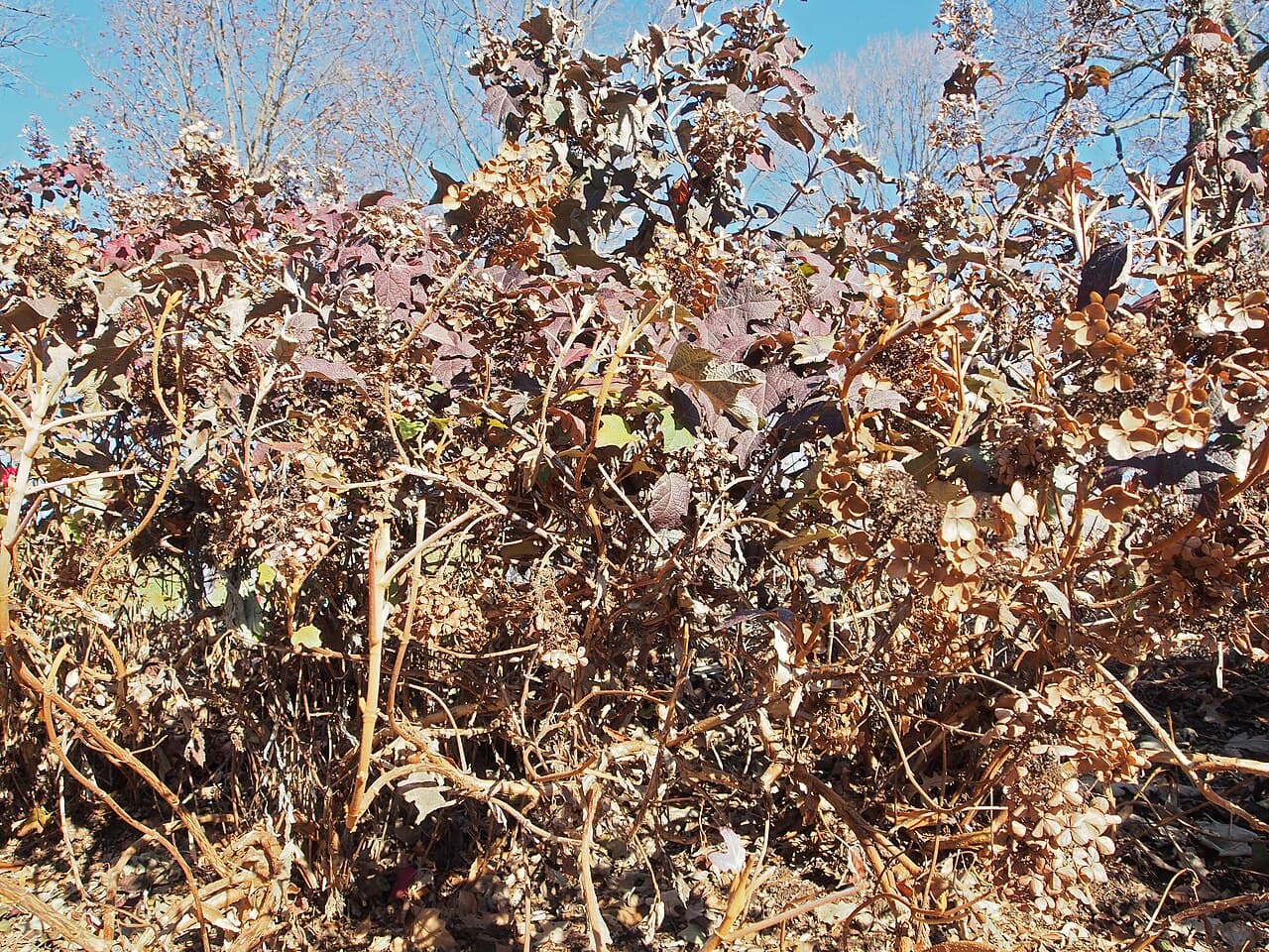 Pee Wee Hydrangea