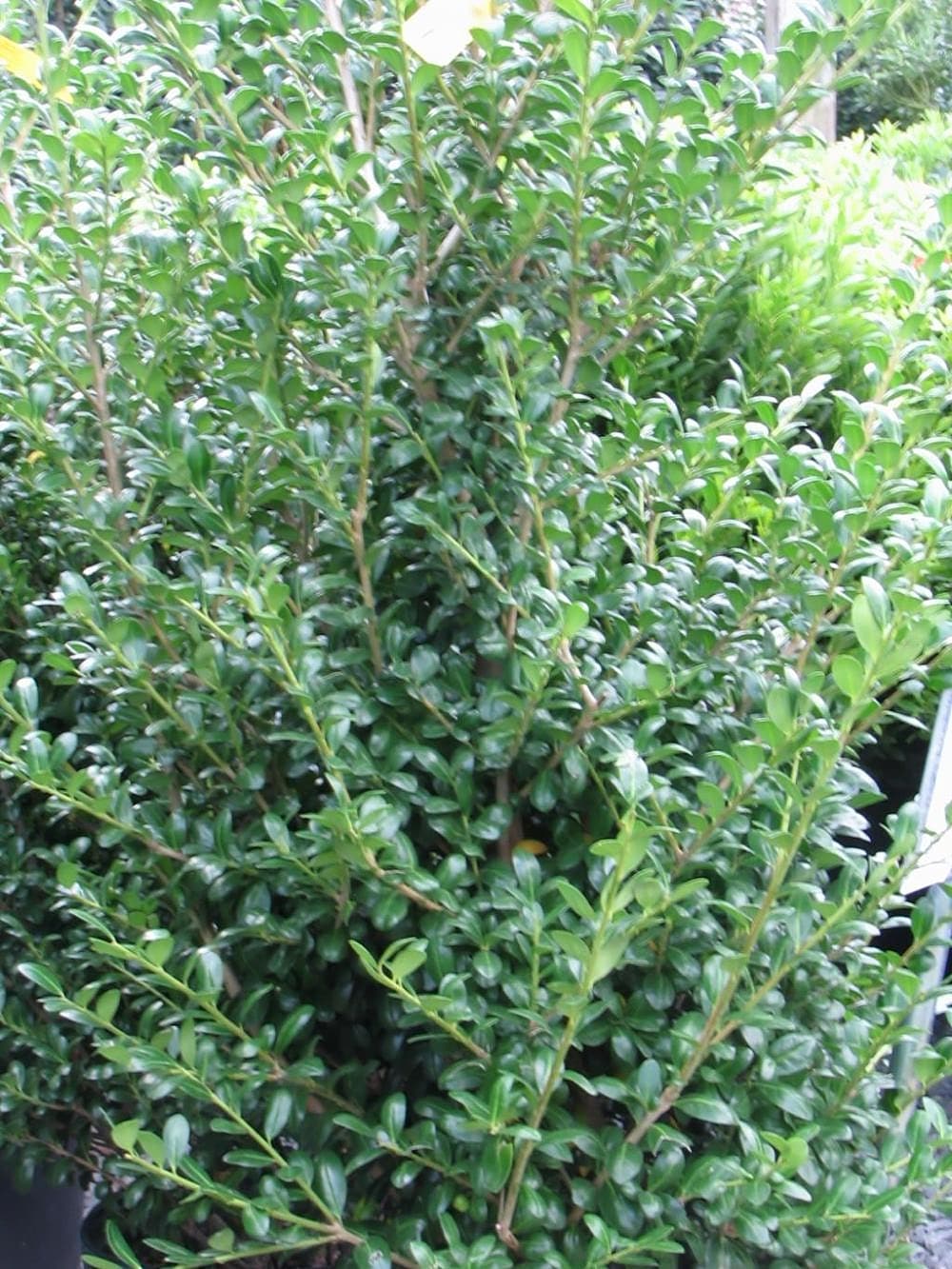 Chesapeake Holly