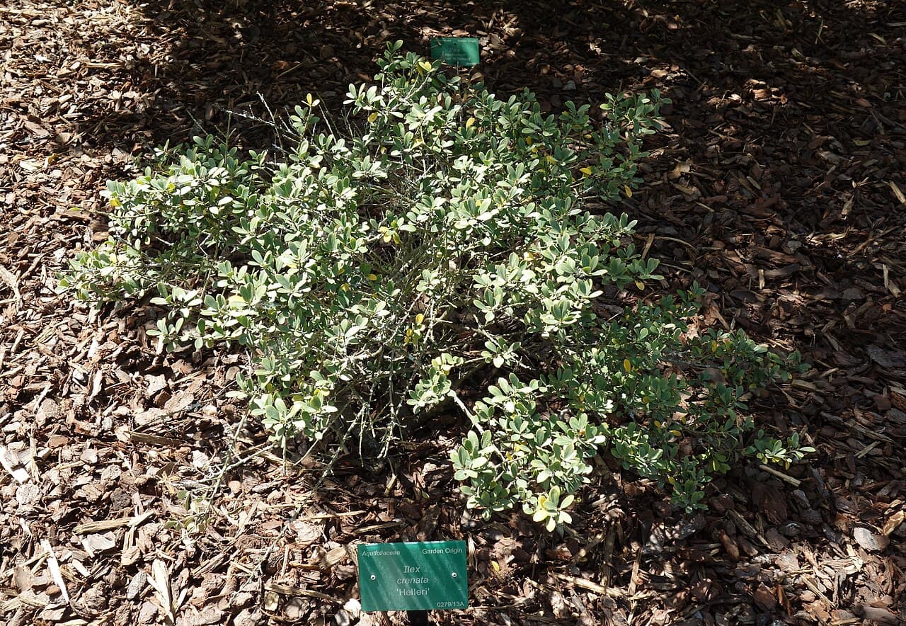 Helleri Holly