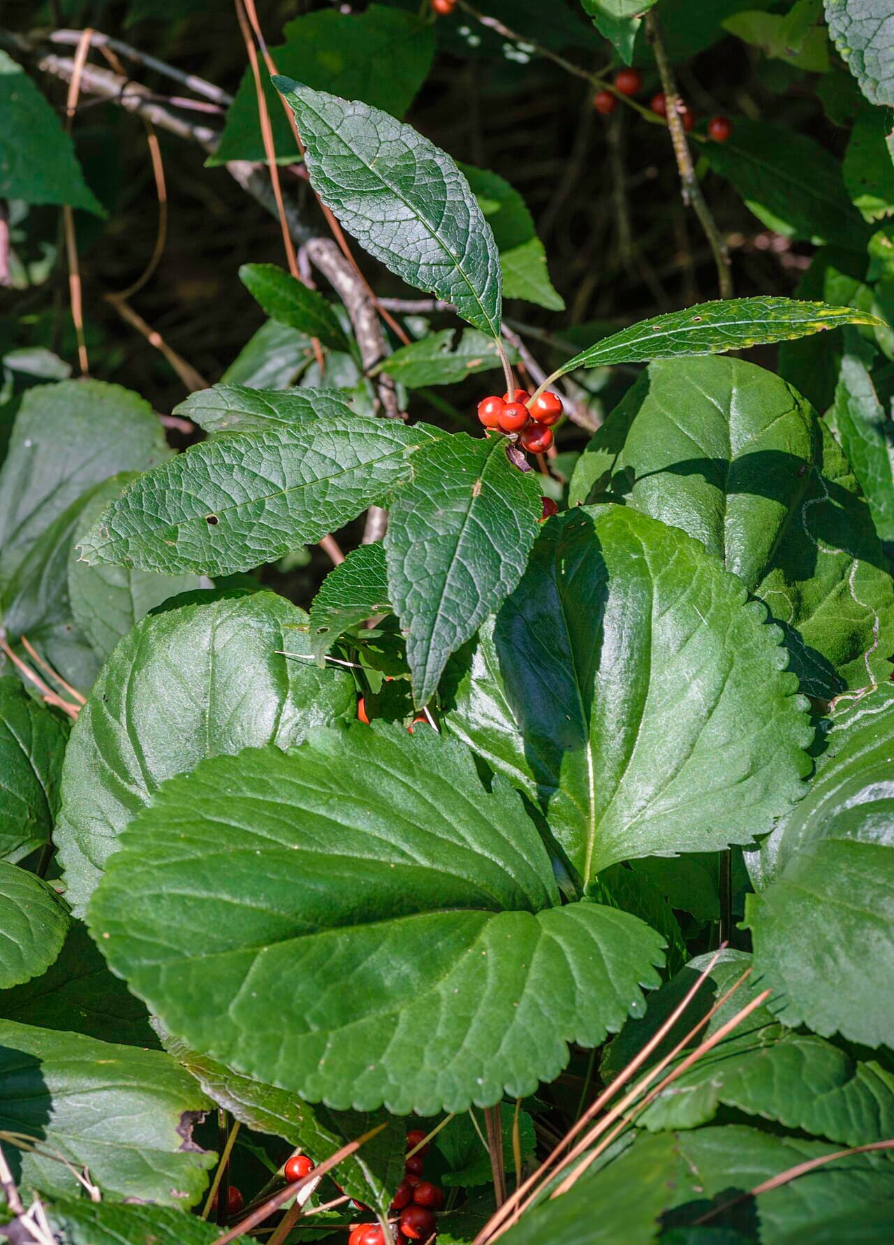 Jim Dandy Holly