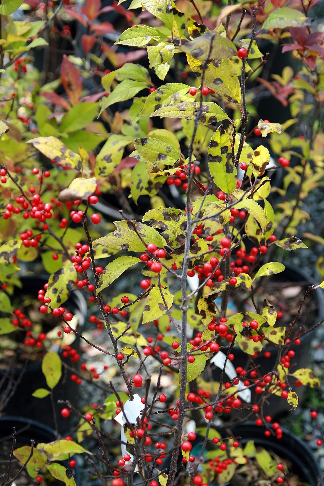 Sparkleberry Holly