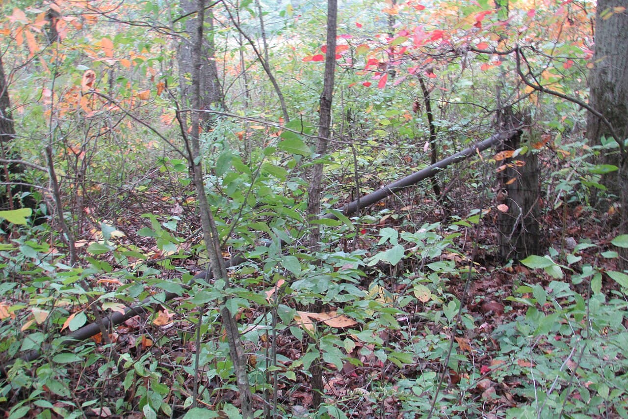 Spicebush