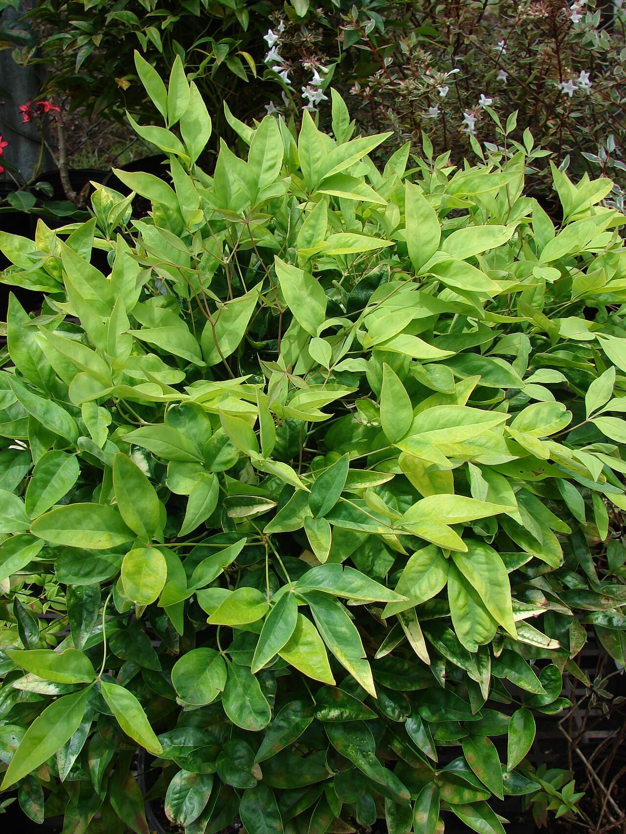 Fire Power Heavenly Bamboo