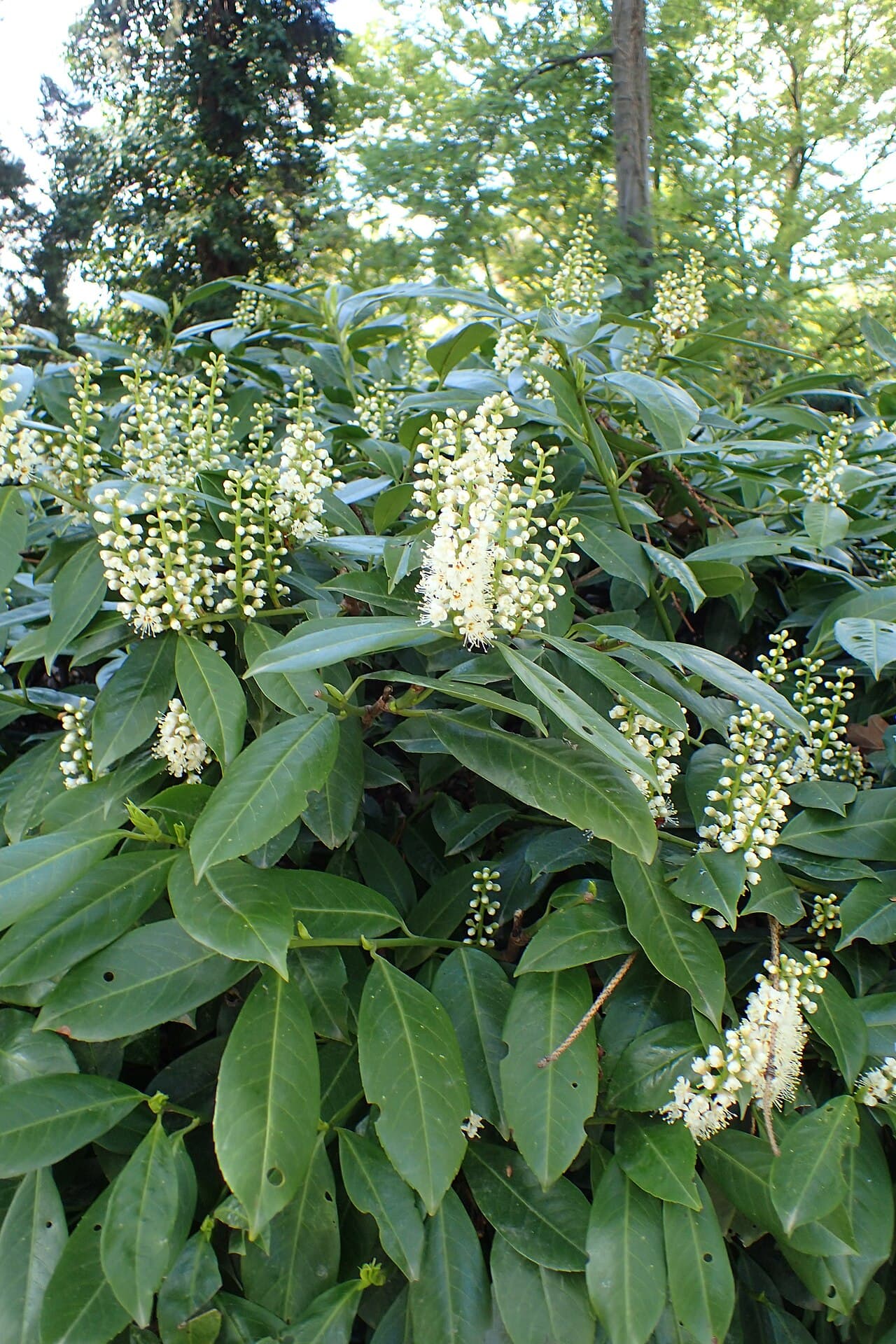 Schipkaensis Cherry Laurel