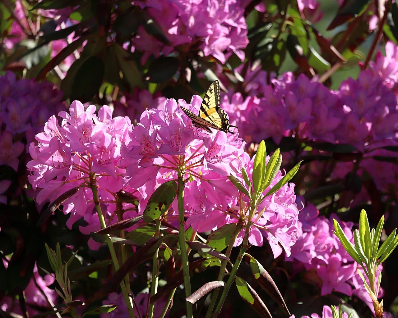 Bloombux Blush Rhododendron