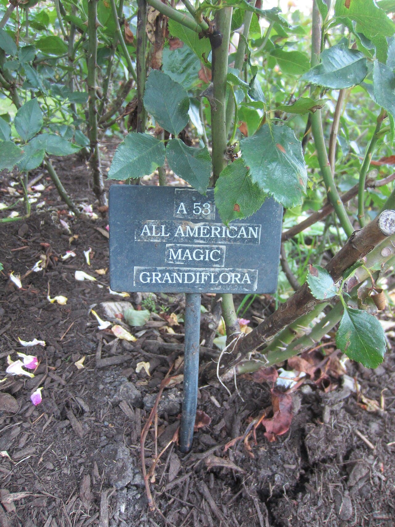 All American Magic Rose