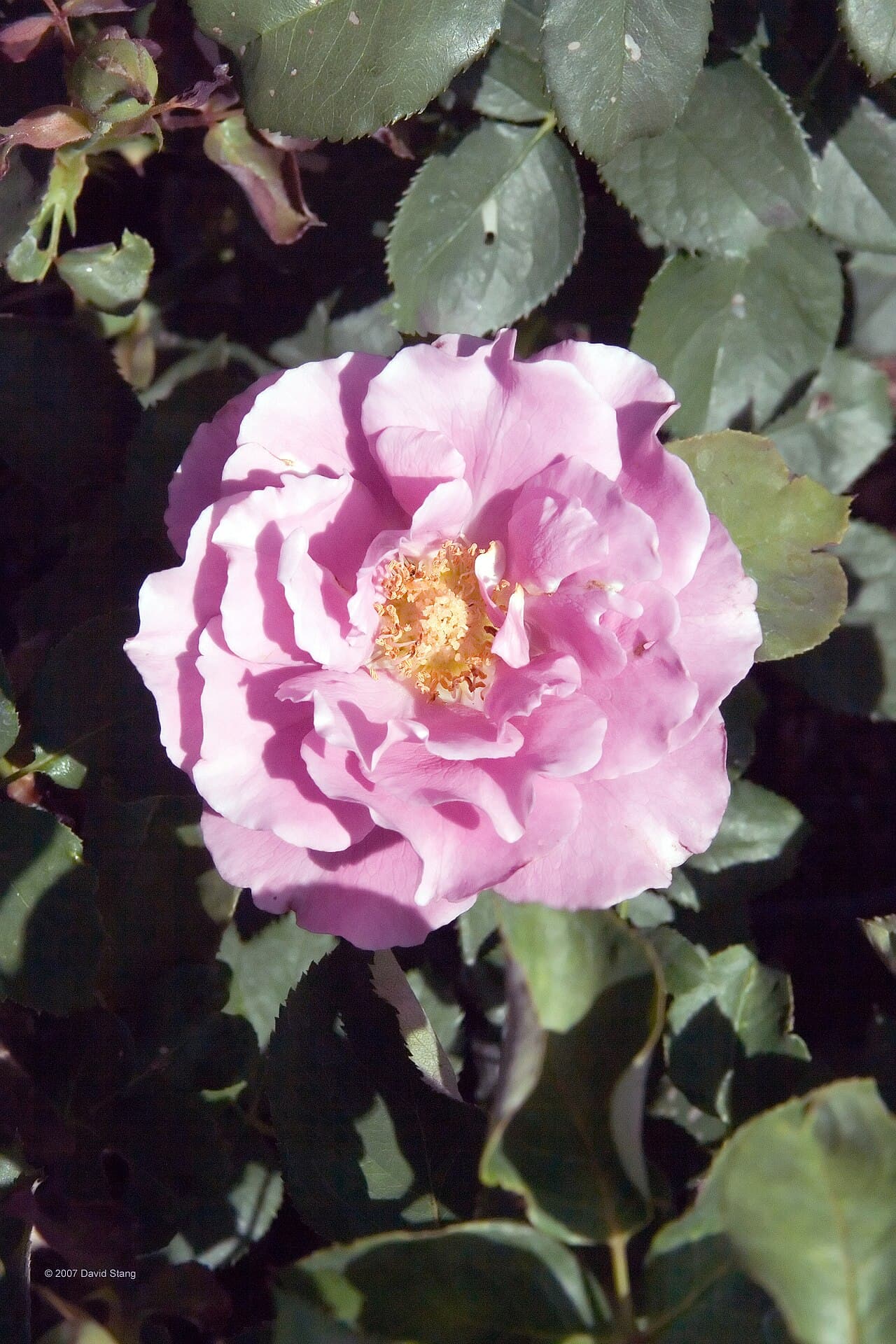 Angel Face Rose
