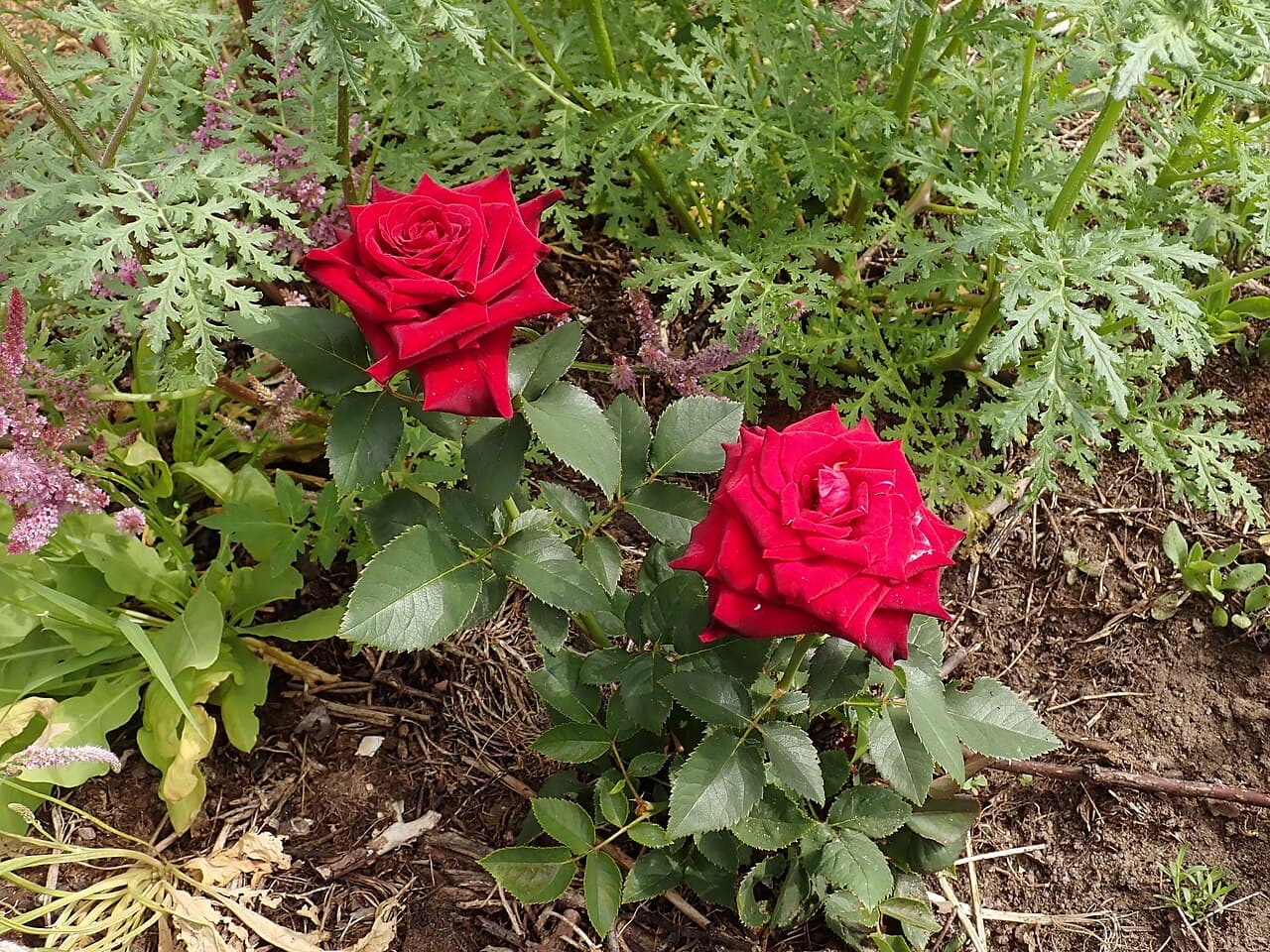 Black Baccara Rose