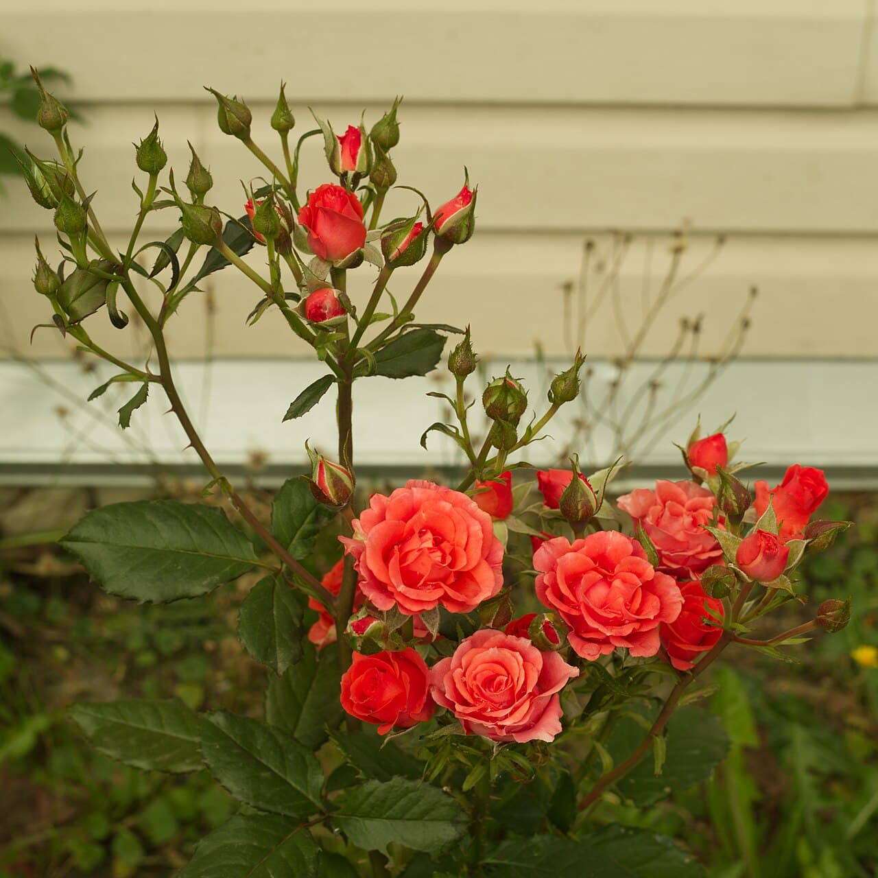 Kolorscape Firecracker' Rose