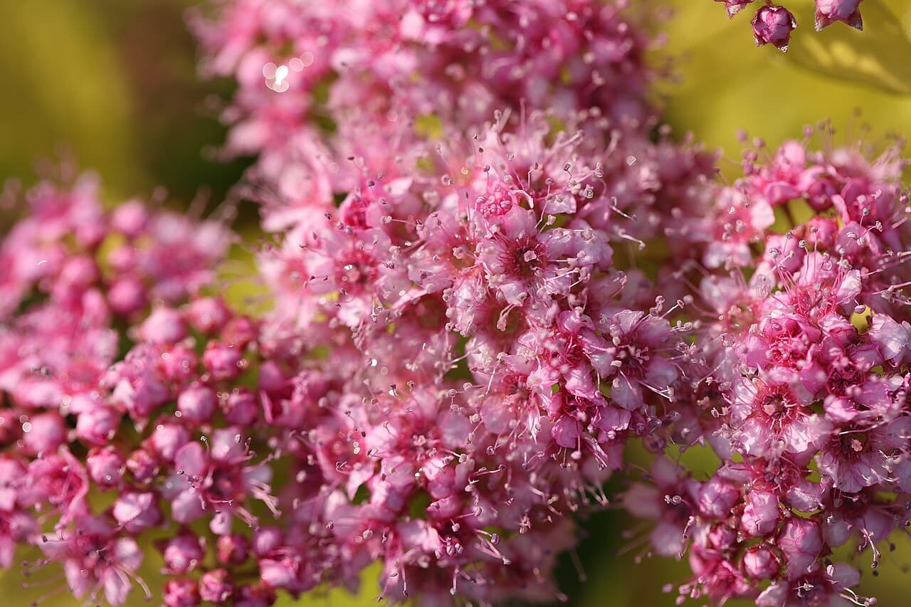 Gold Mound Spirea