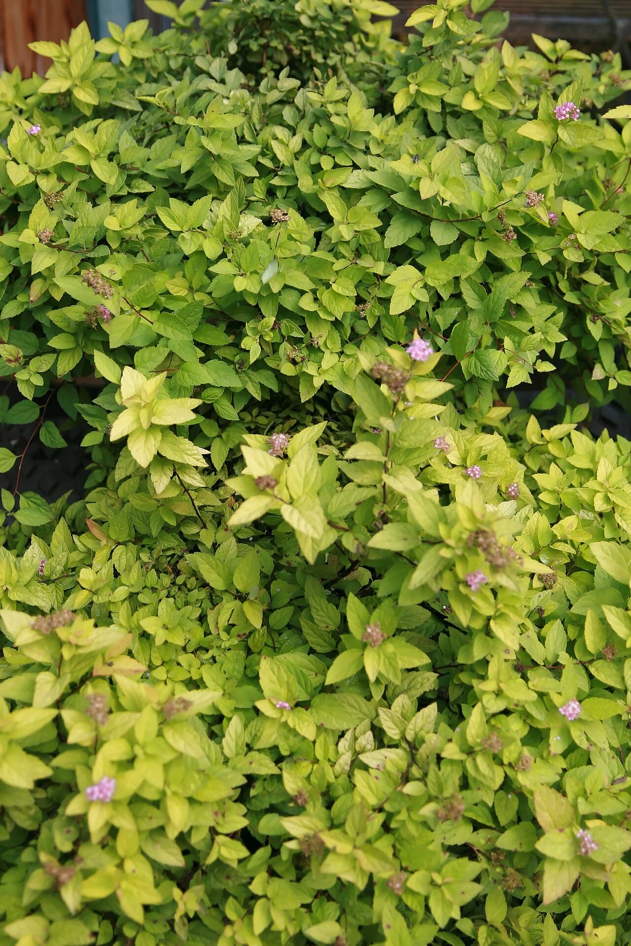 Lemon Princess Spirea