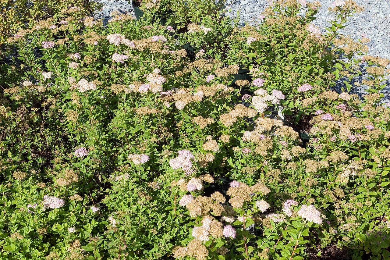 Little Princess Spirea