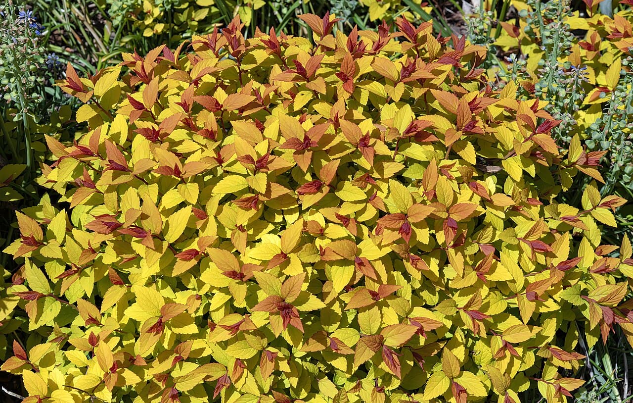 Northern Lights Spirea