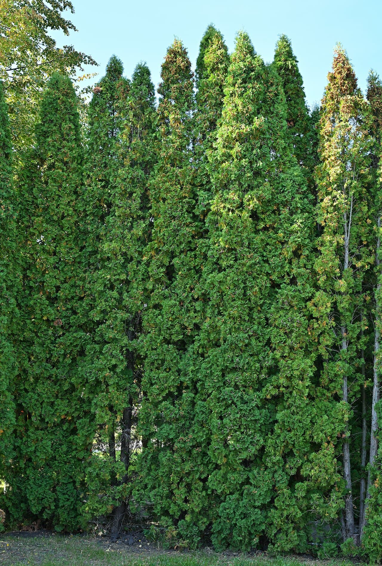 American Pillar Arborvitae