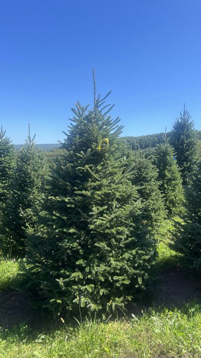 Field photo of a Grade 1 Fraser fir